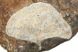 Two Fossil Ginkgo Leaves From North Dakota - Paleocene #262614-2